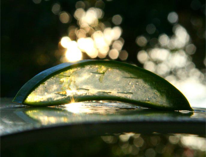 Aloe Vera slice with sunlight behind it and bokeh background