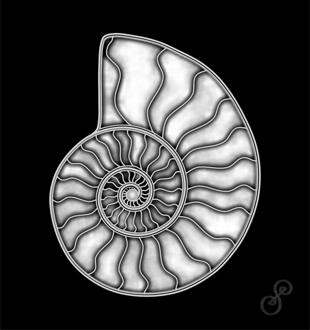 Ammonite Vector Drawing on black background