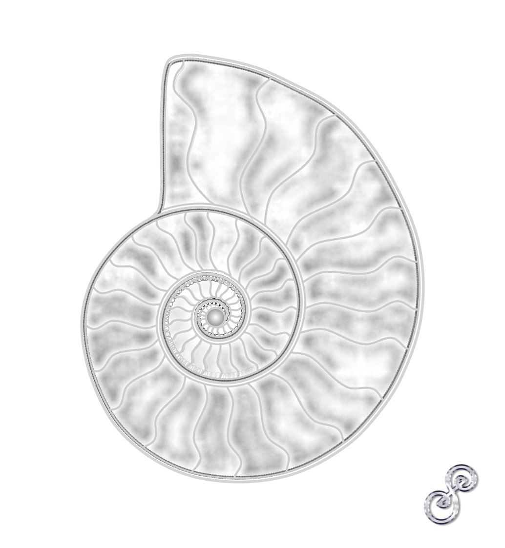 Ammonite vector drawing on white background