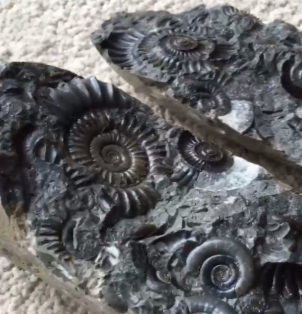 ammonite-fossil-original-inspiratio