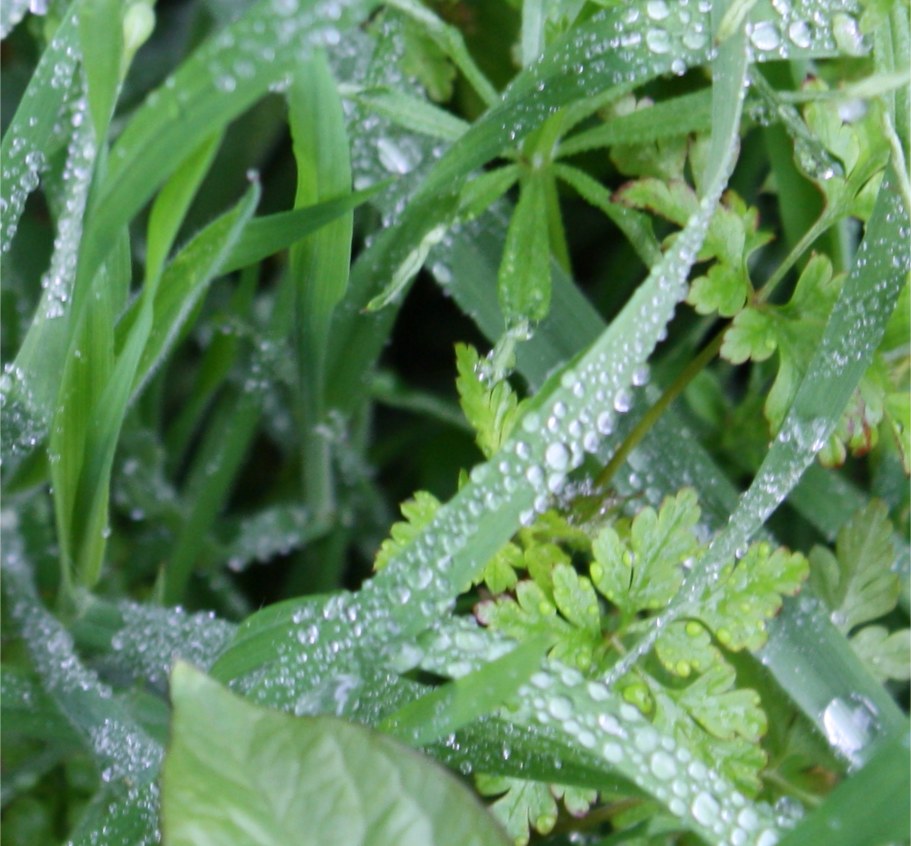 Fresh weeds with water droplets