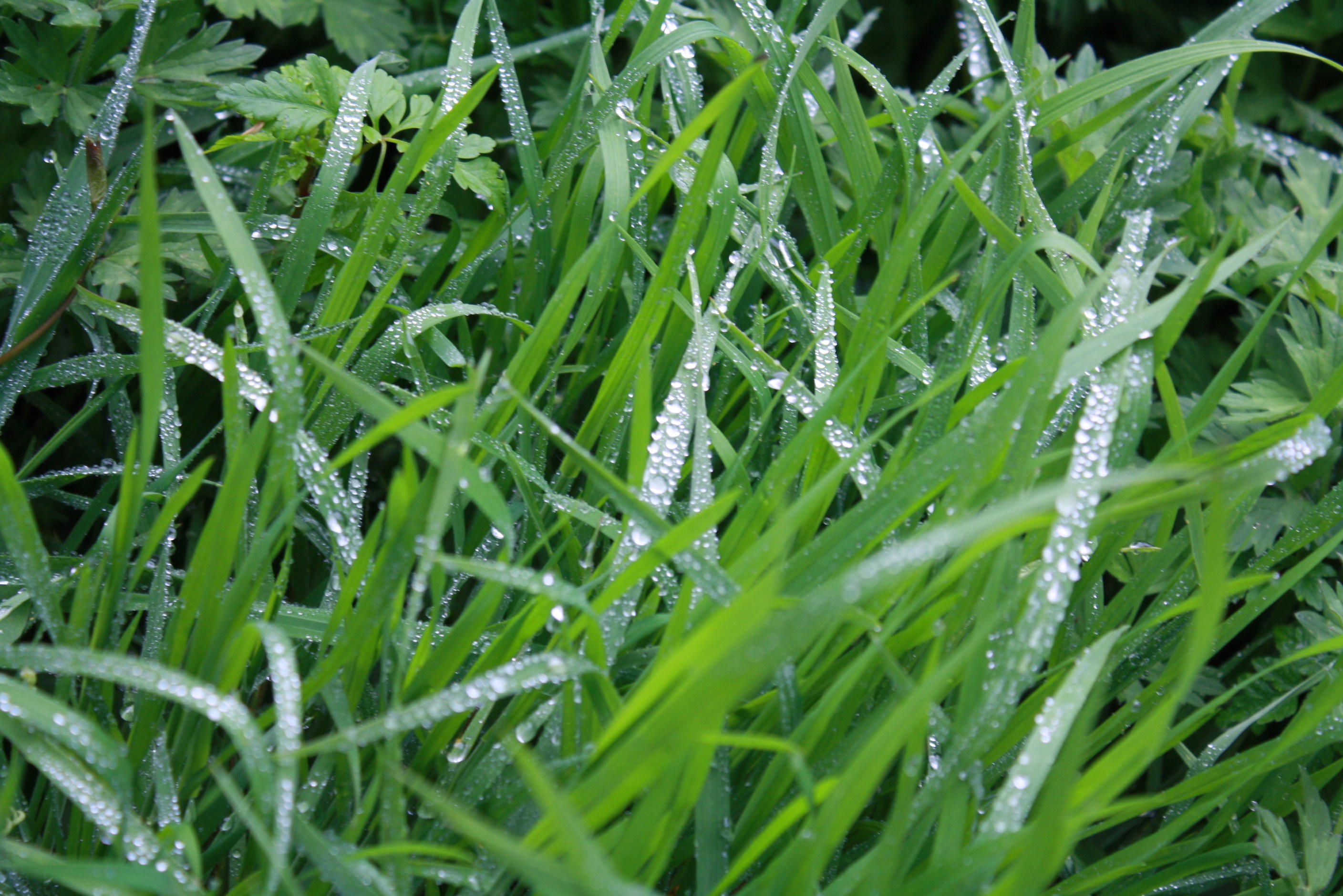Desktop background daily diamonds - fresh green spring grass with water droplets early morning