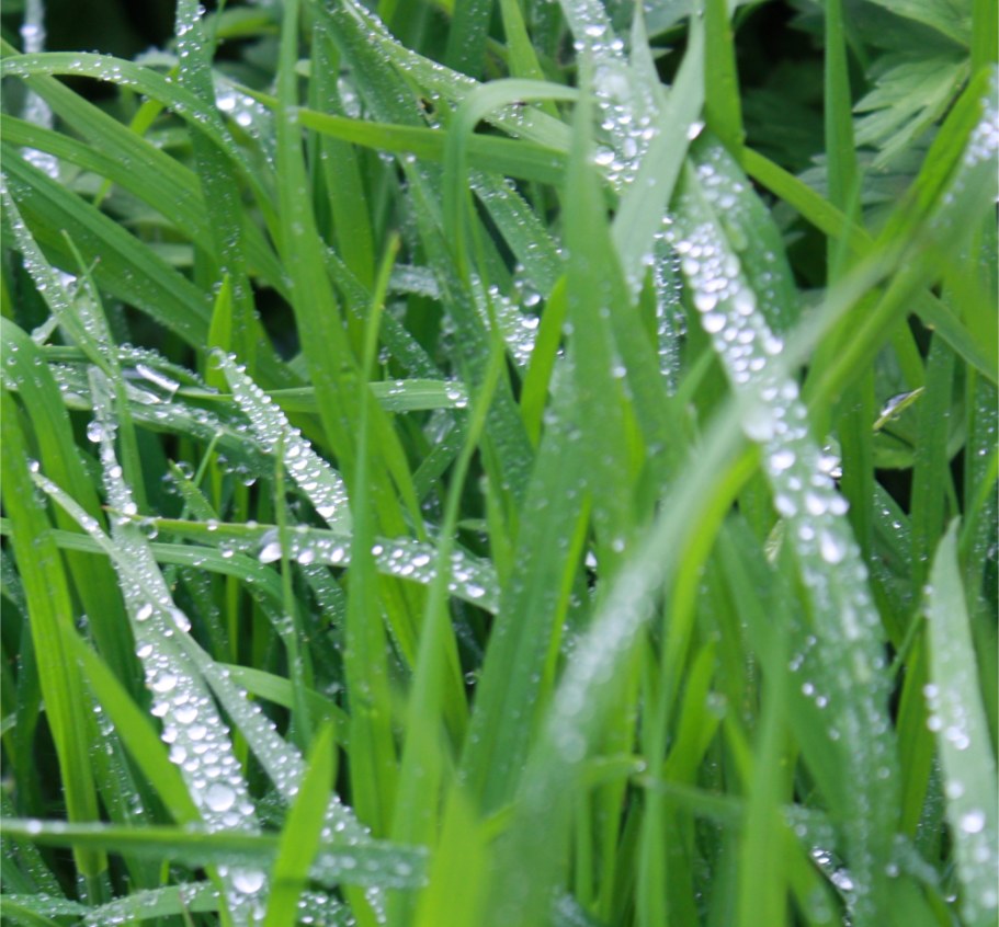Water drops like diamonds on young green grass