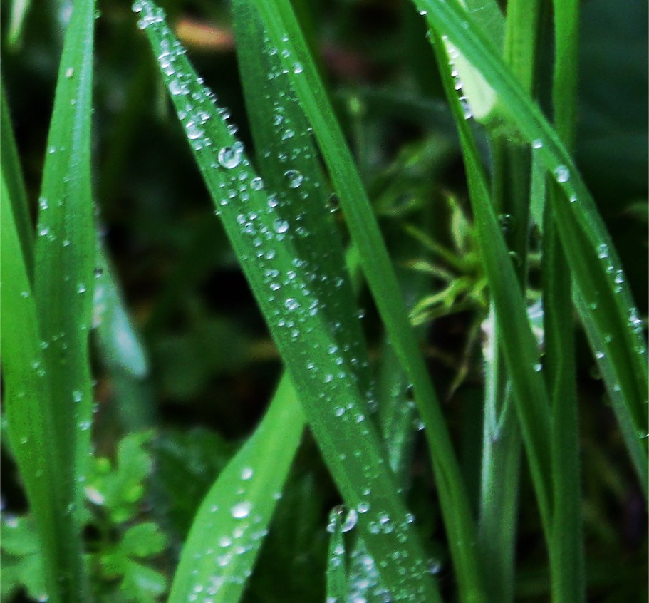 Green grass with dew water droplets