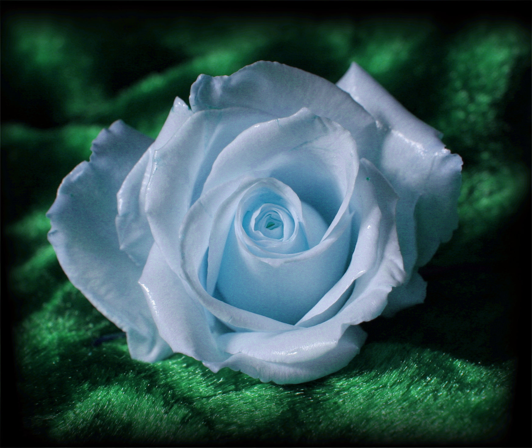 Blue Rose On Green Background