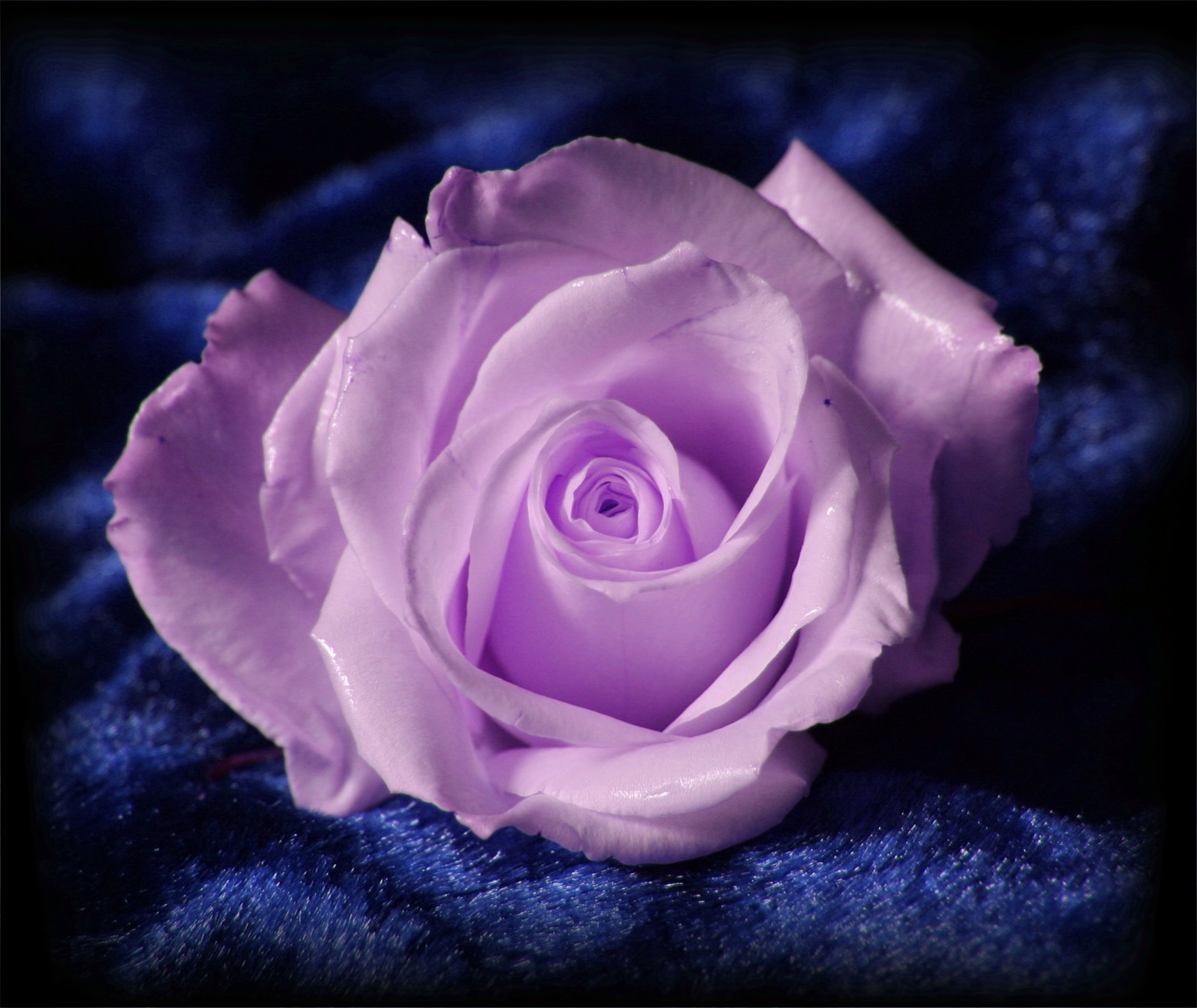 Lavender Rose on Blue