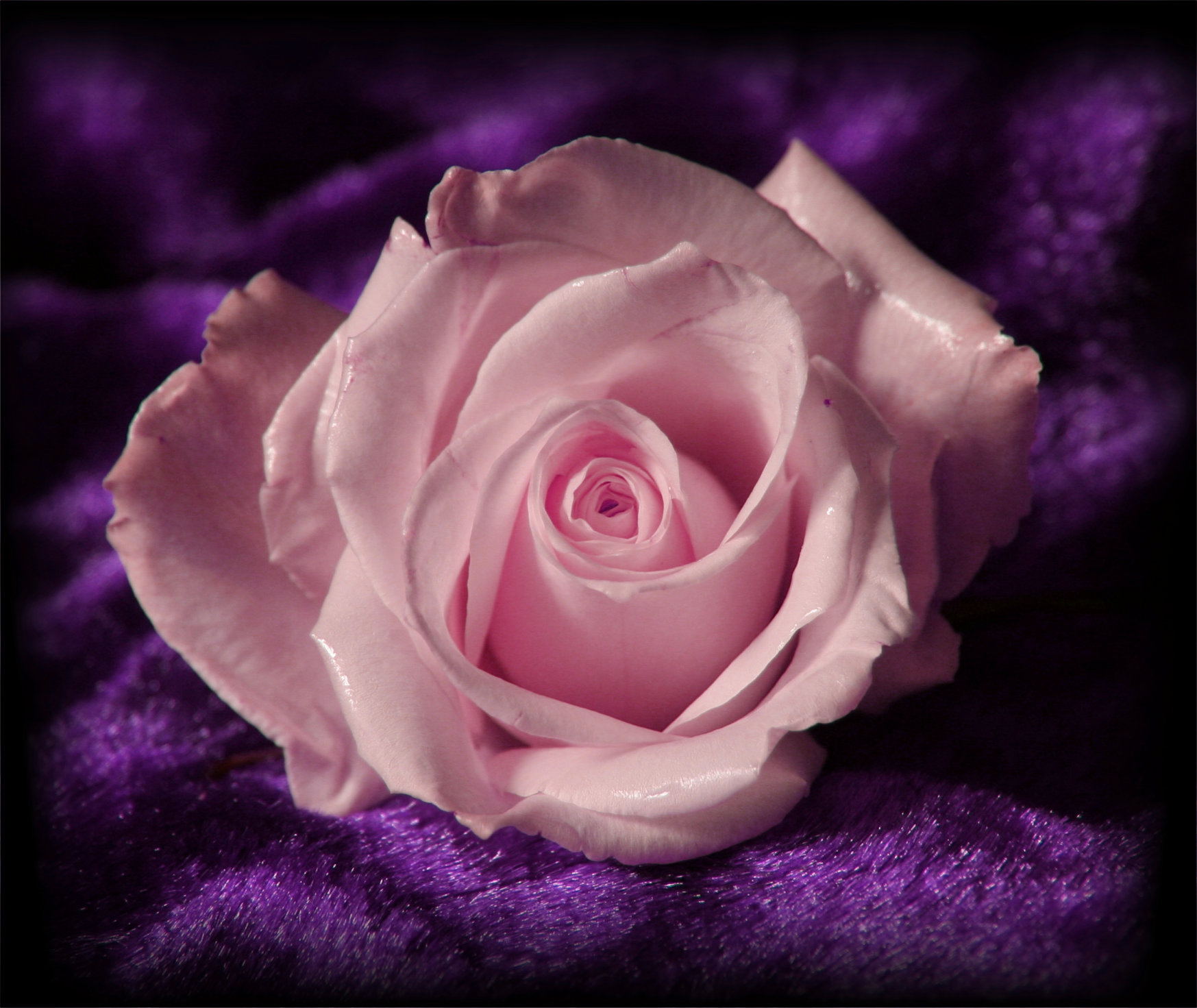 Pink Rose on Purple Background