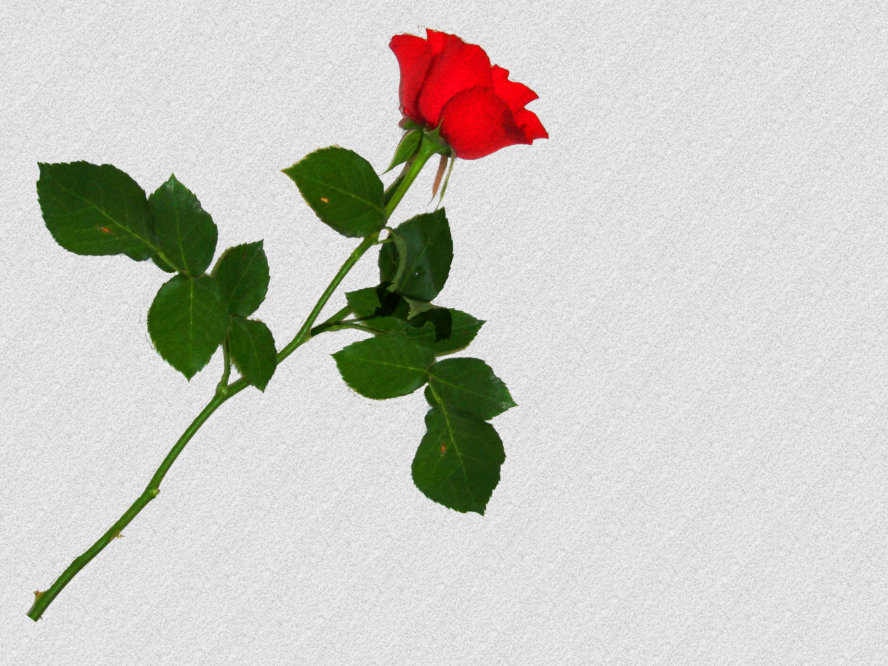 Single Red rose facebook blank 2