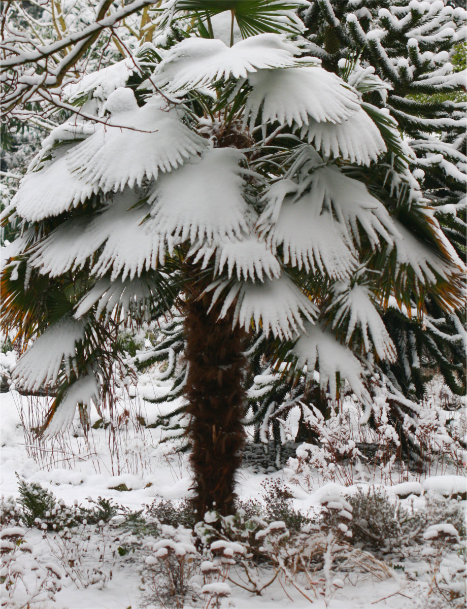 Palm tree shivering under snow cover