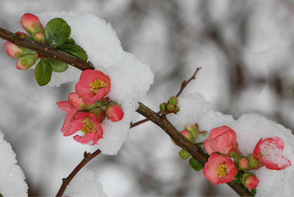 snow-flower.jpg