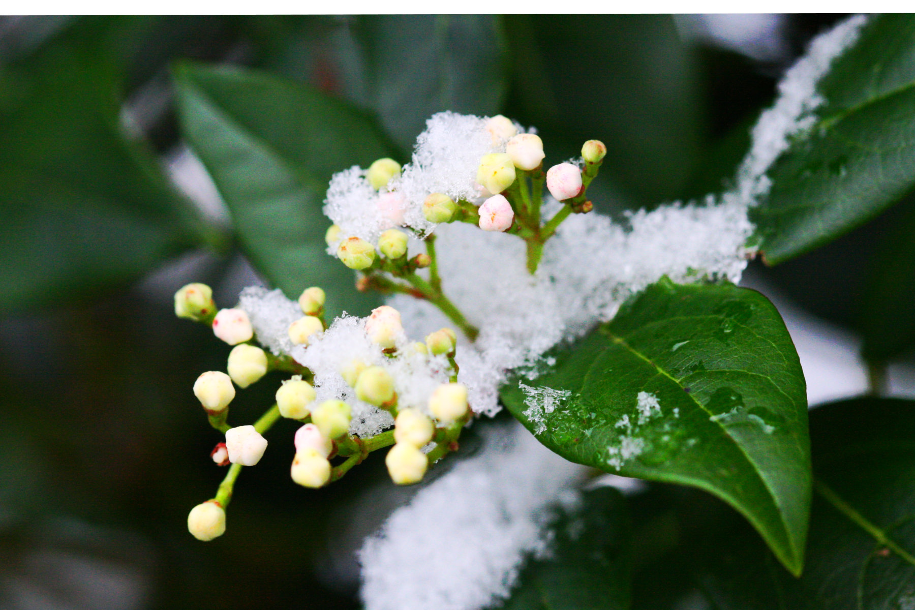 snow-flower2.jpg