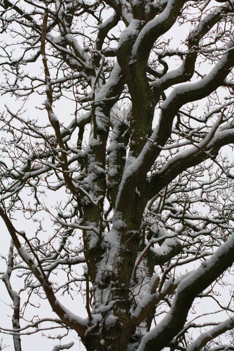Winter tree with snow on branches against a winter sky